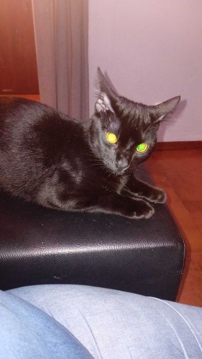 Gato preto extremamente docil