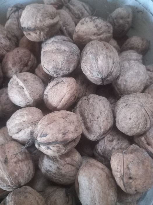 Горіхи волоські( грецькі)