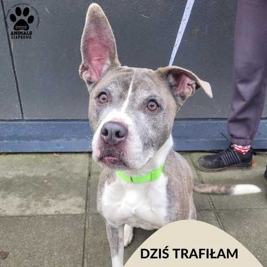 Znaleziono psa - Gdynia