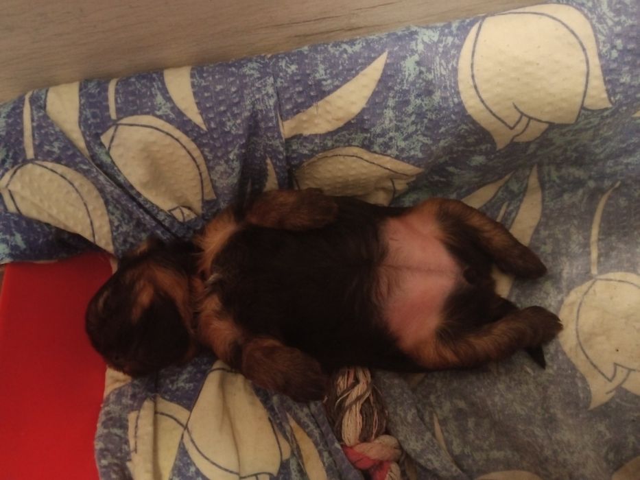 Szczeniak Yorkshire terrier