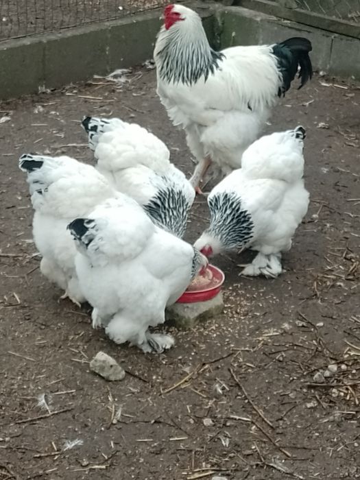 Jaja lęgowe pisklęta 5 ras