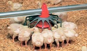 Бройлери, інші курчата,качки гуси,індики,кури