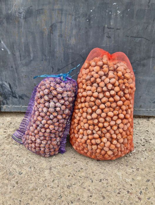 Лісовий Горіх (Фундук, (ліщина)Барселонський, Каталонський),