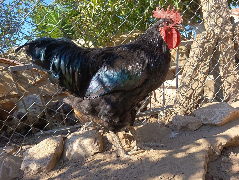 Vendo Galos de raça Jersey Gigante Negro