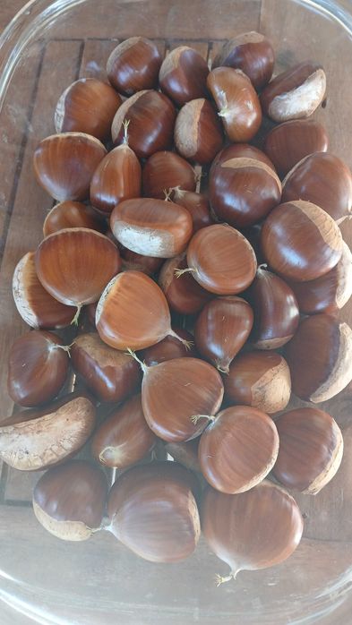 Castanhas grandes 2026