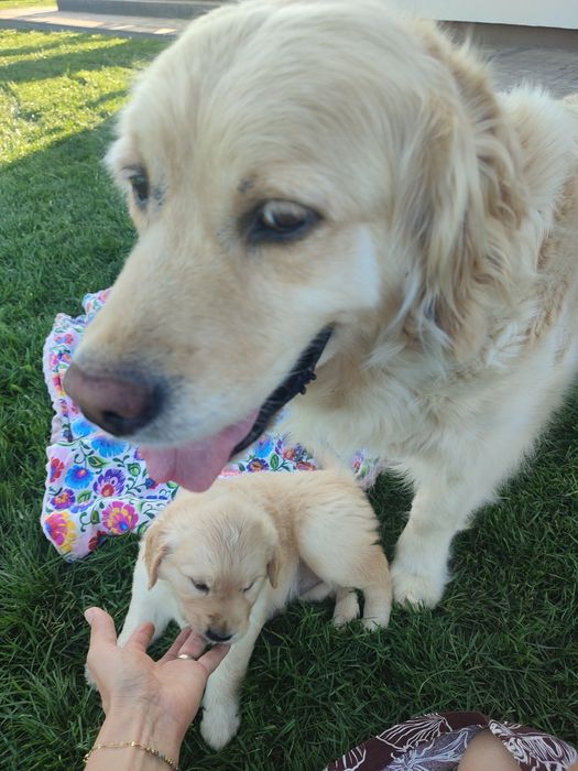 Golden retriever