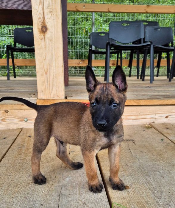 Породні цуценята бельгійської вівчарки малінуа від робочих батьків!