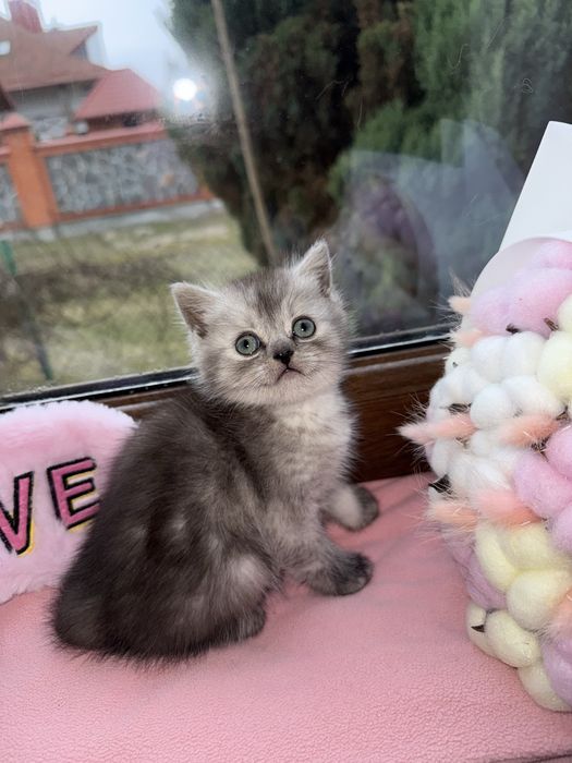 Срвбна шиншила хлопчик