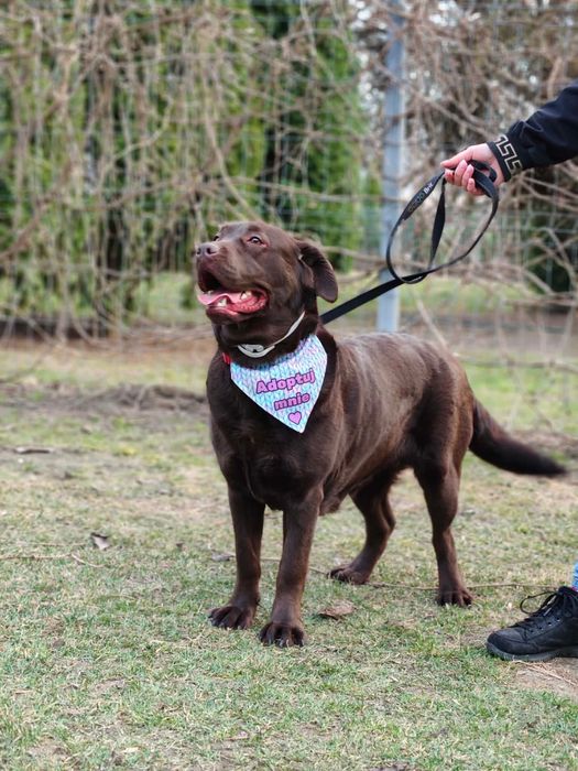 Suczka w typie labradora szuka domu