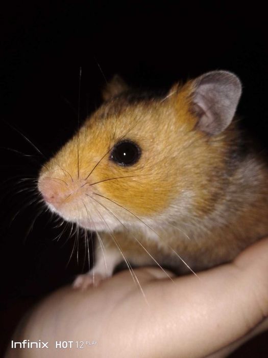 Королевский красивенный хомяк