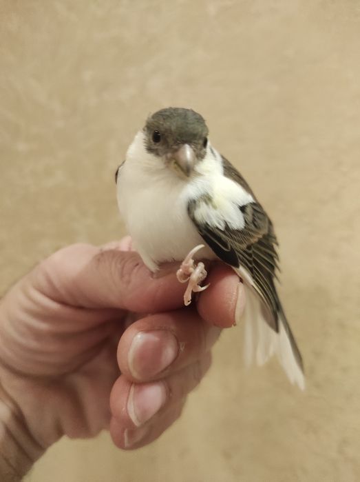 Клетка для канареек