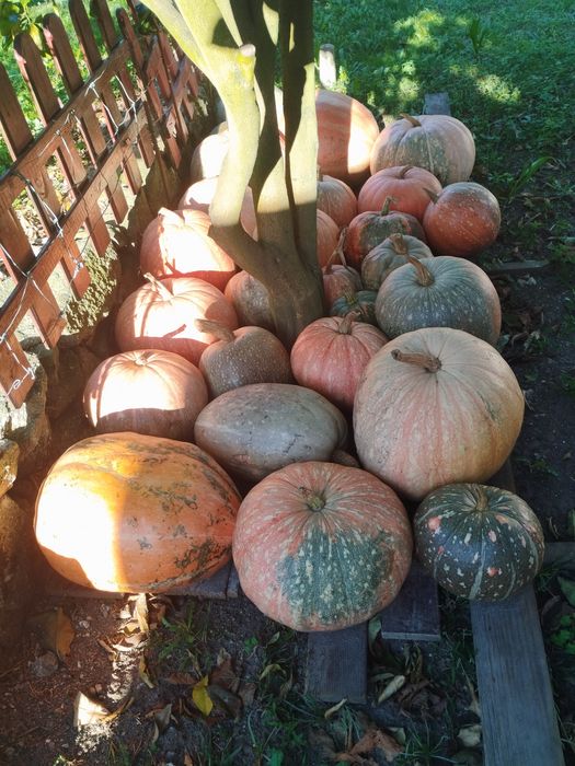 Abóboras de diversos tamanhos