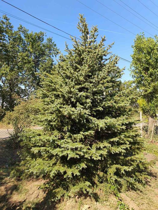 Саженцы нектарин береза и другие