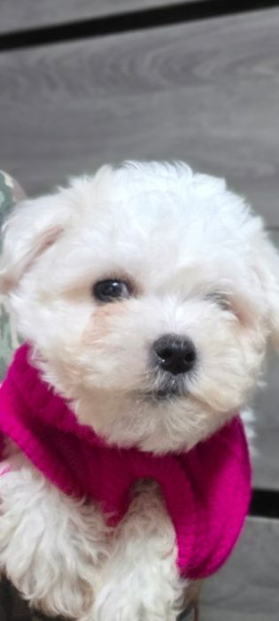 Щенки Бишон Фризе