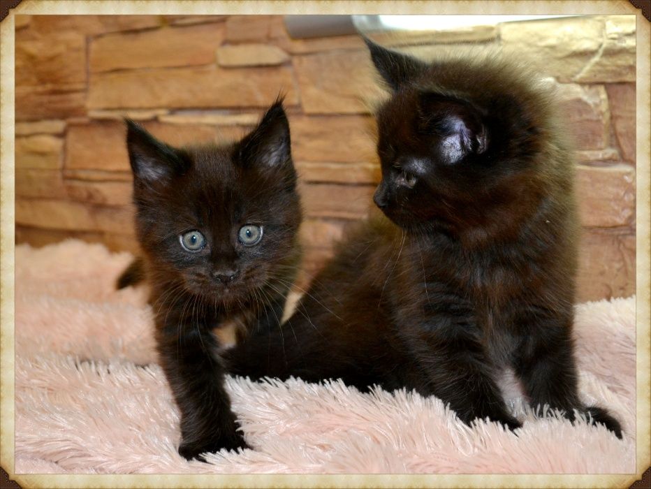 Потрясающие красавцы!Котики Мейн-кун.