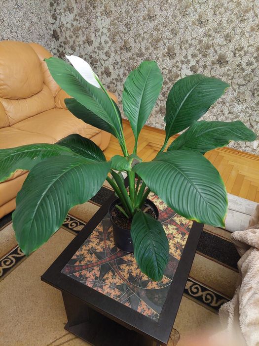 Спатифілум, сенсація, жіноче щастя