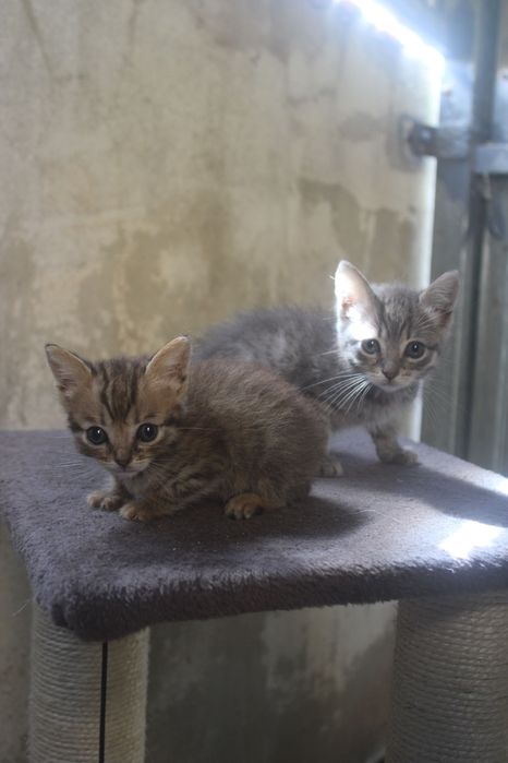 Gatinhos bebés para adoção