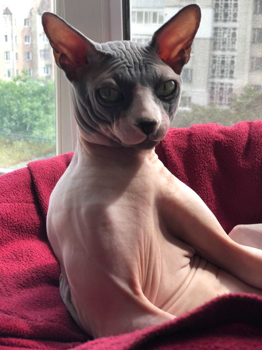 кіт, сфінкс, самець, 5 років, Тернопіль