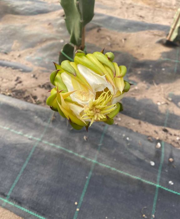 Vendo Pomar de Fruta