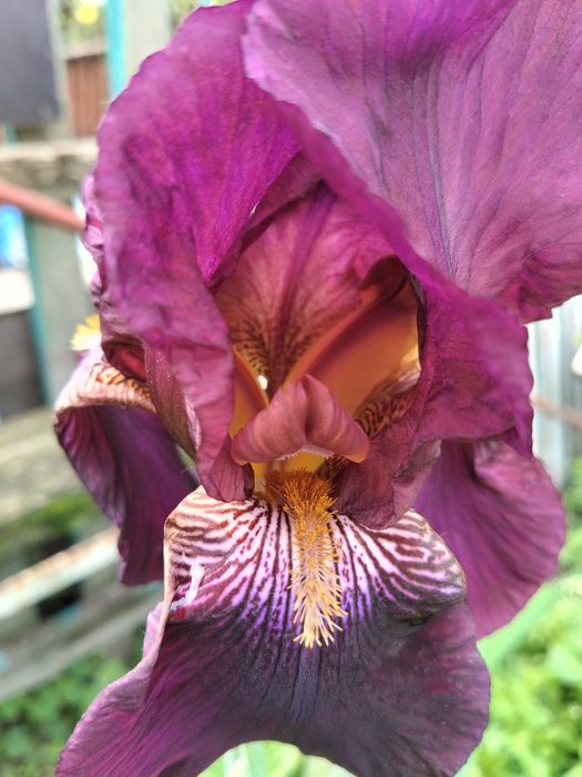 Іриси садові сортові високі 35 грн