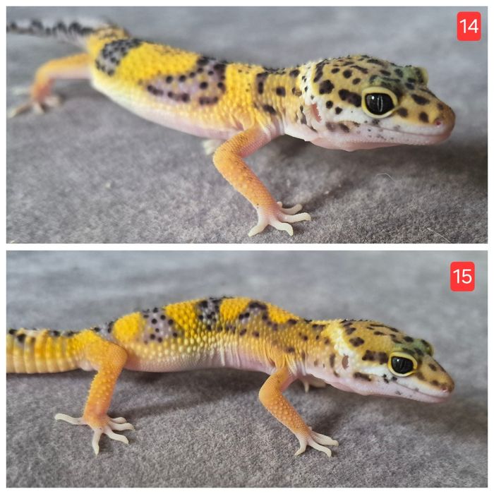 Eublefary lamparcie Tangerine do rezerwacji