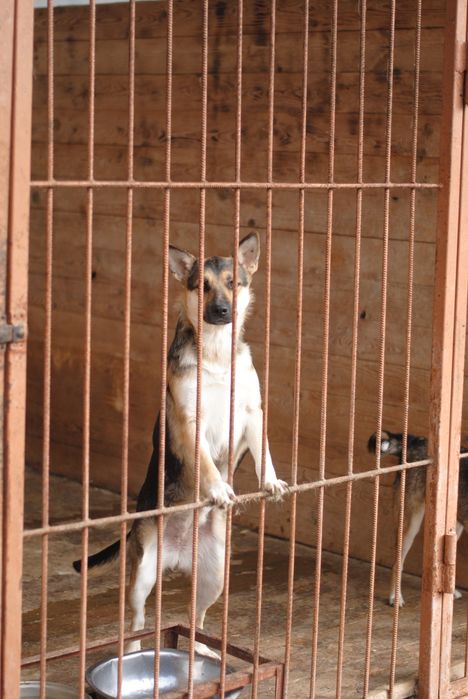 Собачки в добрі руки