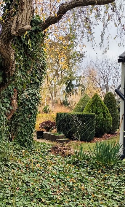 Opieka nad ogrodem, pielęgnacja zieleni