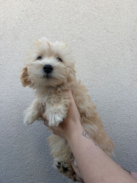 Maltipoo piesek gotowy do odbioru mama maltańczyk tata pudel toy red brown
