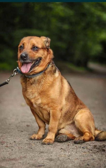 Niewielki piesek szuka domu  / do adopcji