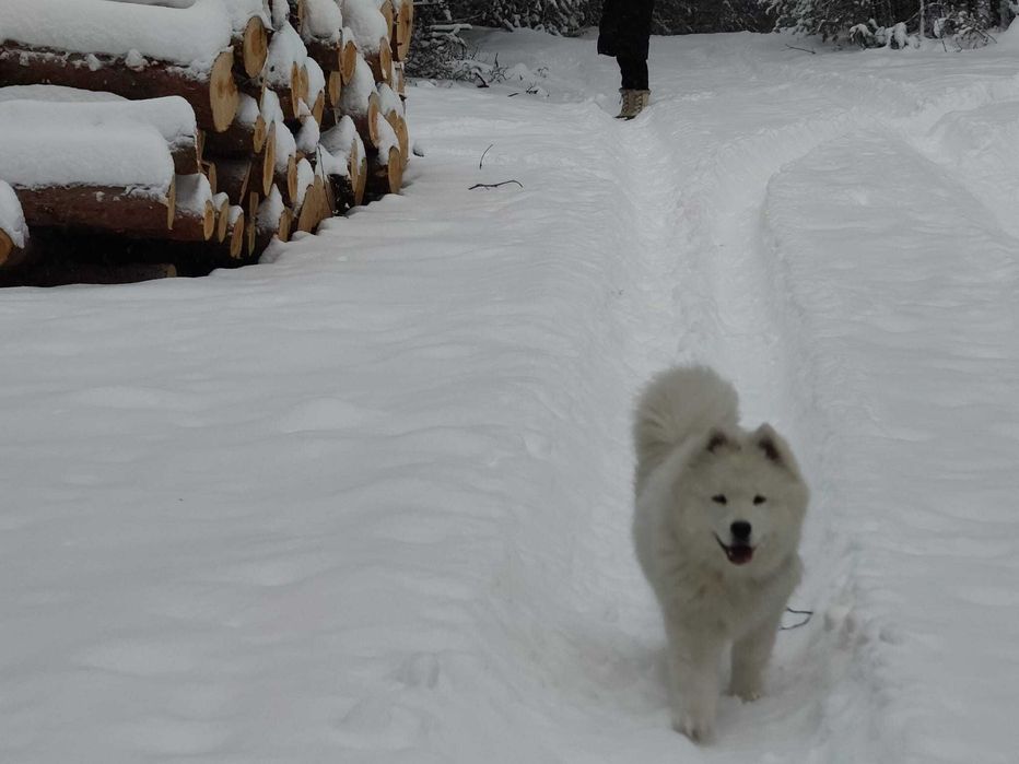 Pies rasy Samoyed