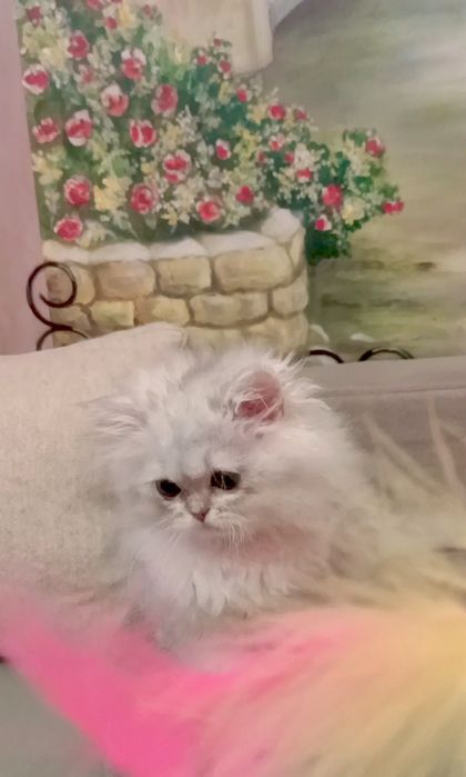 Британські довгошорстні хлопчик і дівчинка 2.5