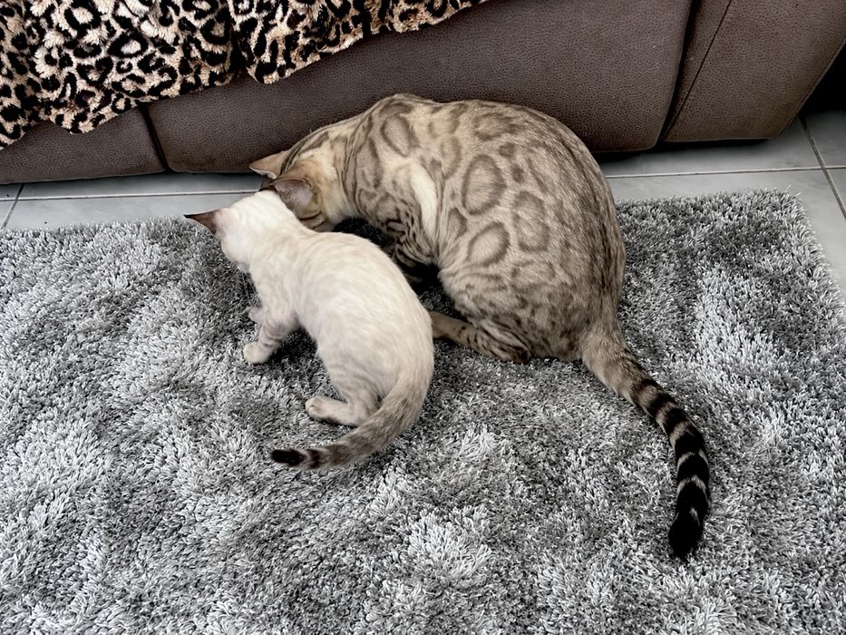 Gatinho bengal cor seal snow olhos azuis cLOP e vacinas
