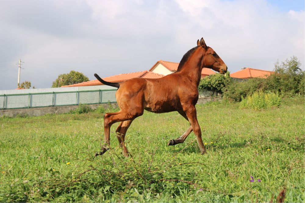 Poldro lusitano puro 3 meses