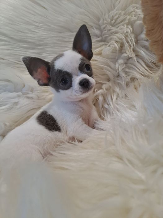 **CARMEN**chihuahua sunia xs biało niebieska zarezerwowana