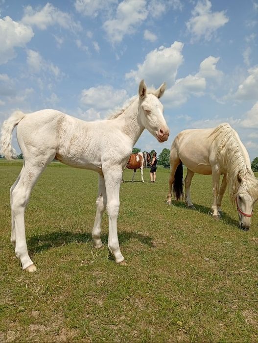 Klacz izabelowata ze źrebakiem ogierkiem cremello