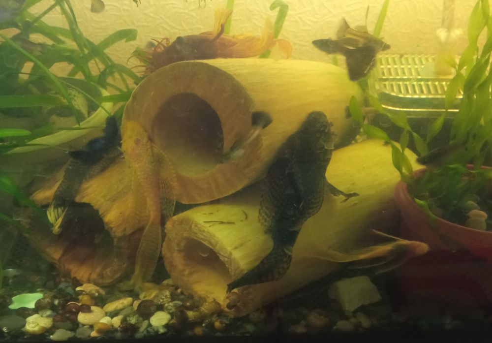 Вуалеві соми-прилипали (ЛДА-16 і альбіноси), гупі, креветки й рослинки