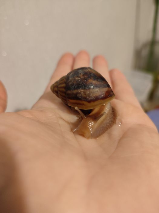 Віддам  равликів ахатин в хороші руки