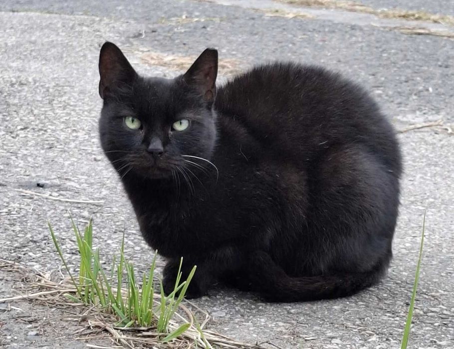 Czarna mama i srebrzysty synek szukają domu