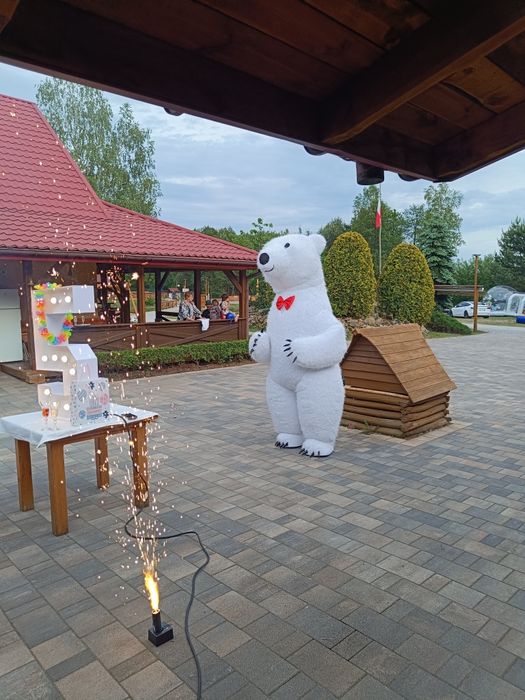 Biały miś na imprezę