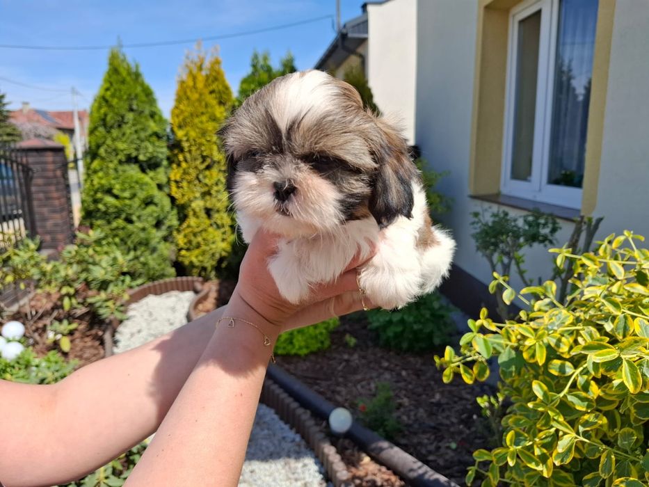 Shihtzu Shih TZU