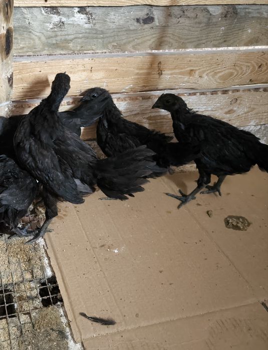 Pintos da raça cemani