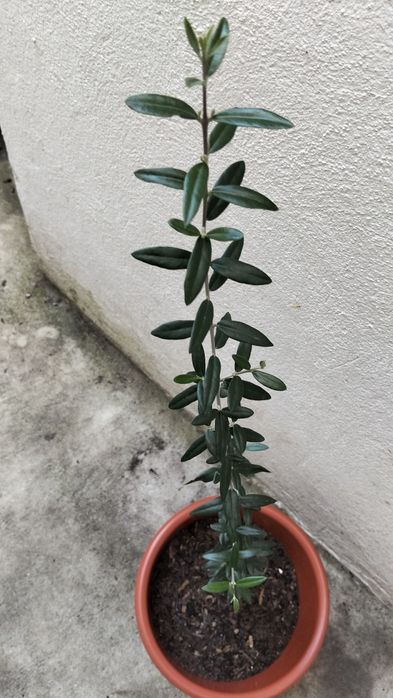 Oliveira em vaso