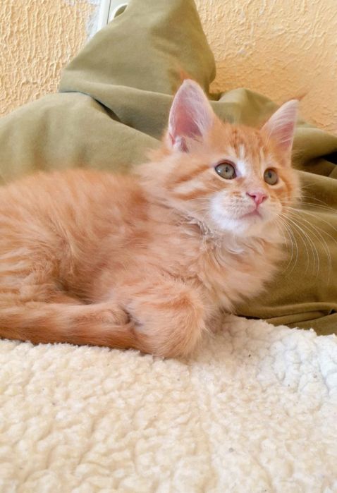 Котёнок Мейн-кун, окрас Cream Tabby (e 22/23). Возраст 1.5 мес