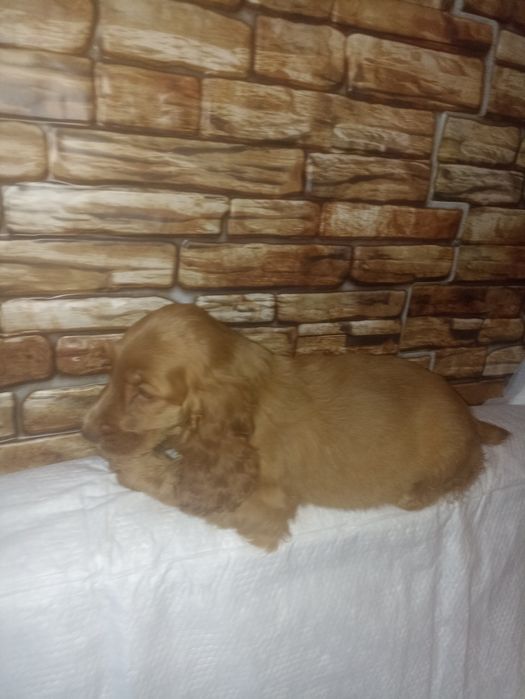 Хлопчик англійського спаніеля