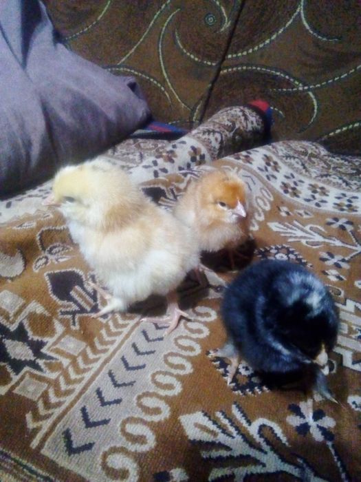 Продаються курчата