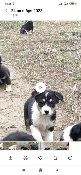 Отдам даром в хорошие руки