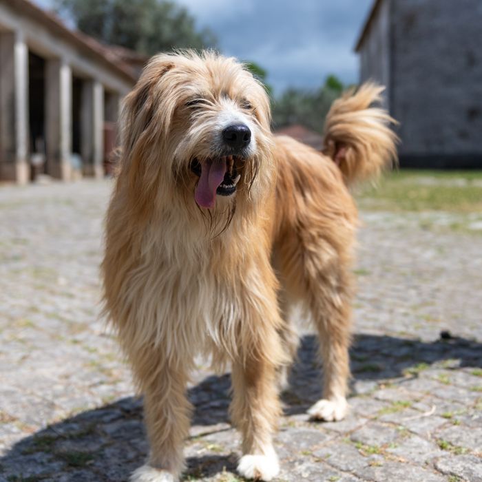 Sebastião procura uma família só para ele
