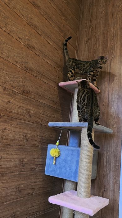 Бенгальський клубний кіт в'язка  бенгал вязка