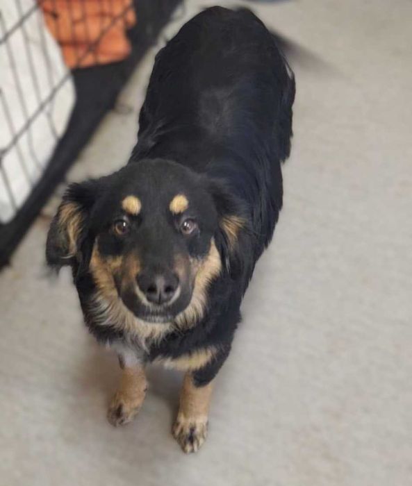 Szczeniak Wasabi szuka domku