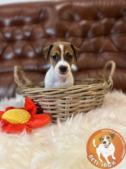Piękna suczka Jack RussellTerrier z hodowli „BETI JACK” - FISIA